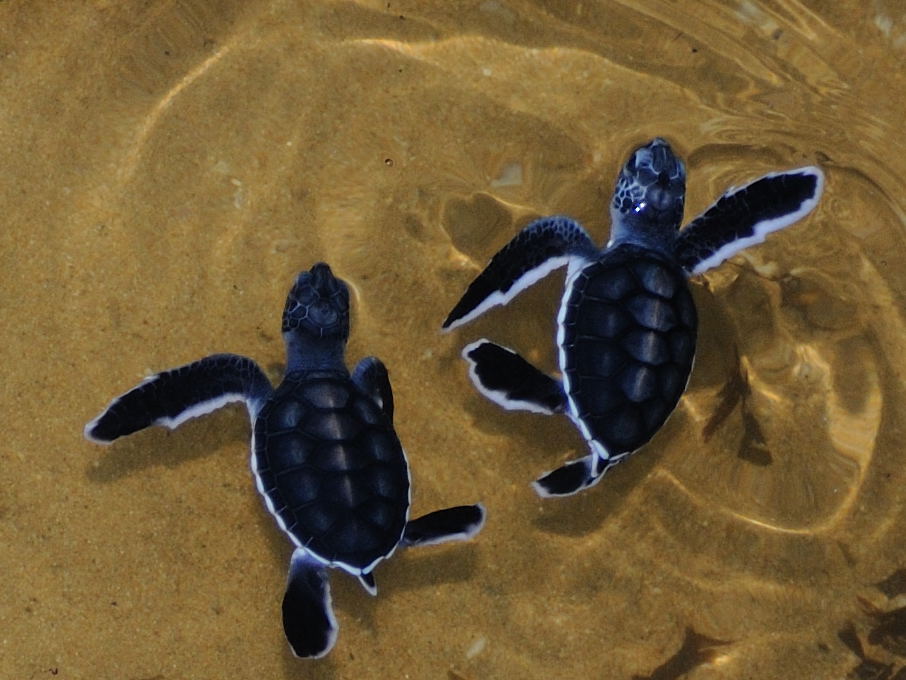 Małe żółwiki w wylęgarni żółwi